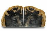 Petrified Wood (Sycamore) Bookends - Sweet Home, Oregon #308284-1